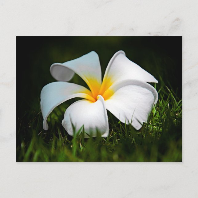 White Plumeria Frangipani Hawaii Flower Postcard (Front)