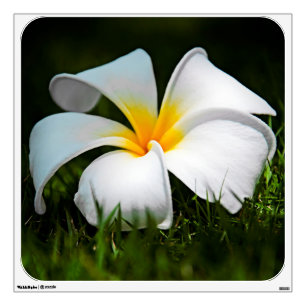 White Plumeria Frangipani Hawaii Flower Wall Sticker