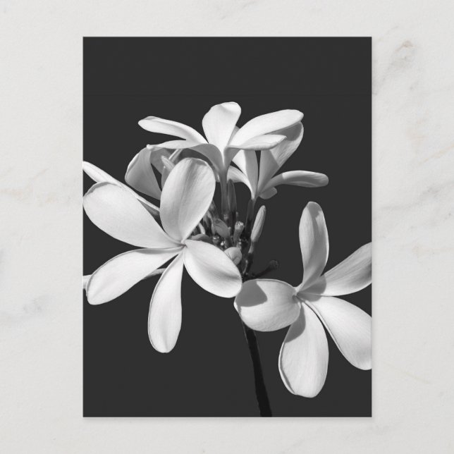 White Plumeria in full bloom Postcard (Front)