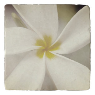 White Plumeria - Macro Portrait Trivet