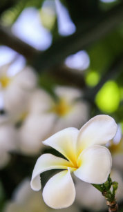 Plumeria Nail Art Wraps Zazzle White Plumeria Nail Art
