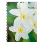 White Plumeria Notebook at Zazzle
