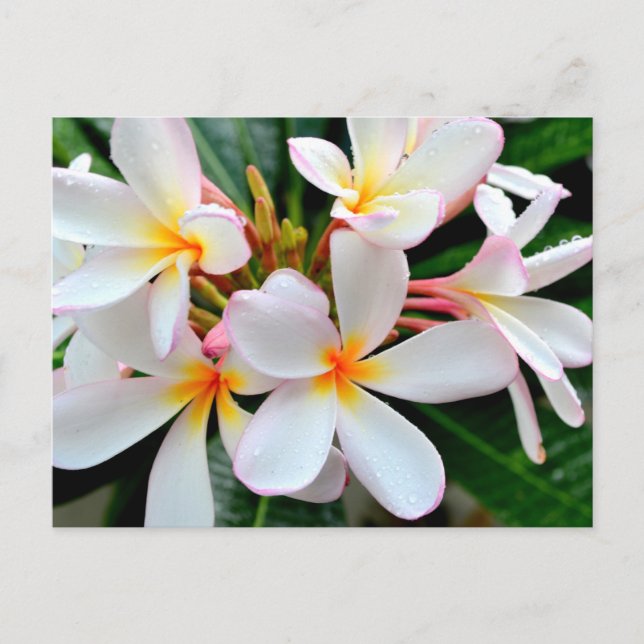 White Plumeria Postcard (Front)