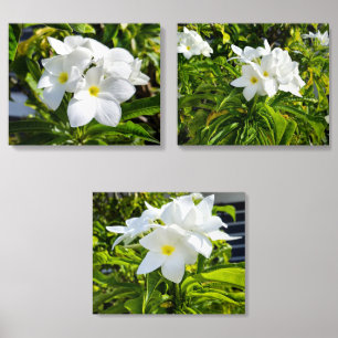 White Plumeria Tropical Photo Tile Set