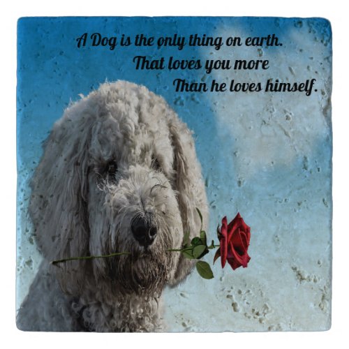 White poddle dog puppy with a red rose Dog Quote Trivet