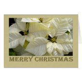 White Poinsettia Christmas (Front Horizontal)