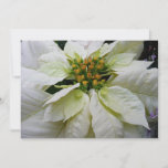 White Poinsettia Elegant Christmas Holiday Floral