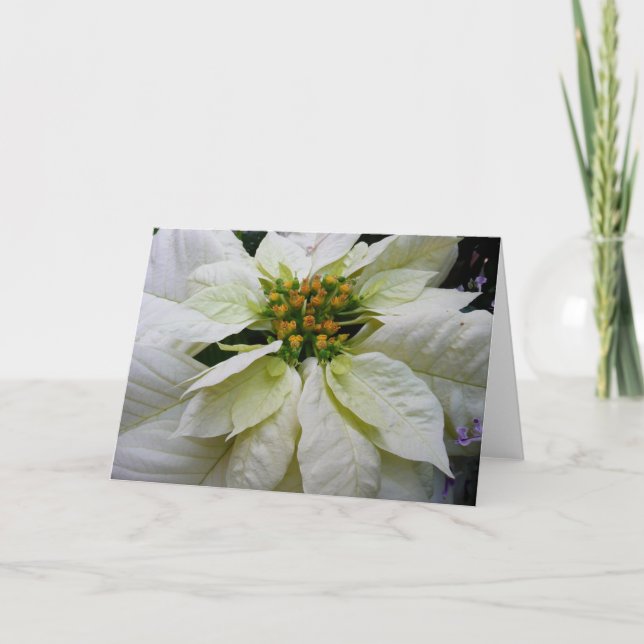 White Poinsettia Elegant Christmas Holiday Floral (Front)