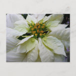 White Poinsettia Elegant Christmas Holiday Floral