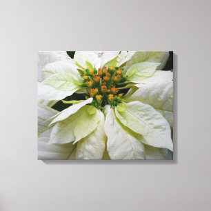 White Poinsettia Elegant Christmas Holiday Floral Canvas Print