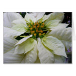 White Poinsettia Elegant Christmas Holiday Floral Card