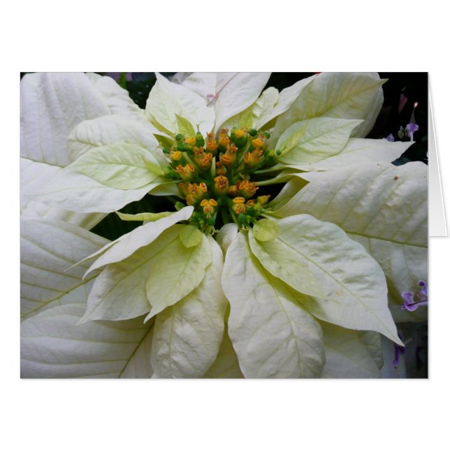 White Poinsettia Elegant Christmas Holiday Floral Card (Front Horizontal)