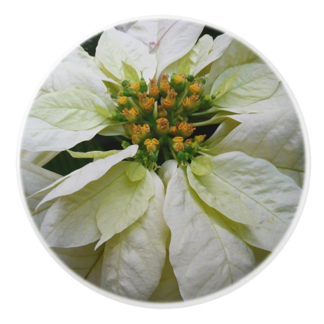White Poinsettia Elegant Christmas Holiday Floral Ceramic Knob (Front)