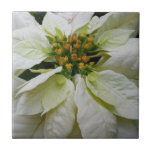 White Poinsettia Elegant Christmas Holiday Floral Ceramic Tile