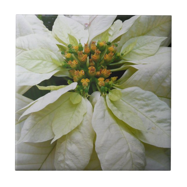 White Poinsettia Elegant Christmas Holiday Floral Ceramic Tile (Front)