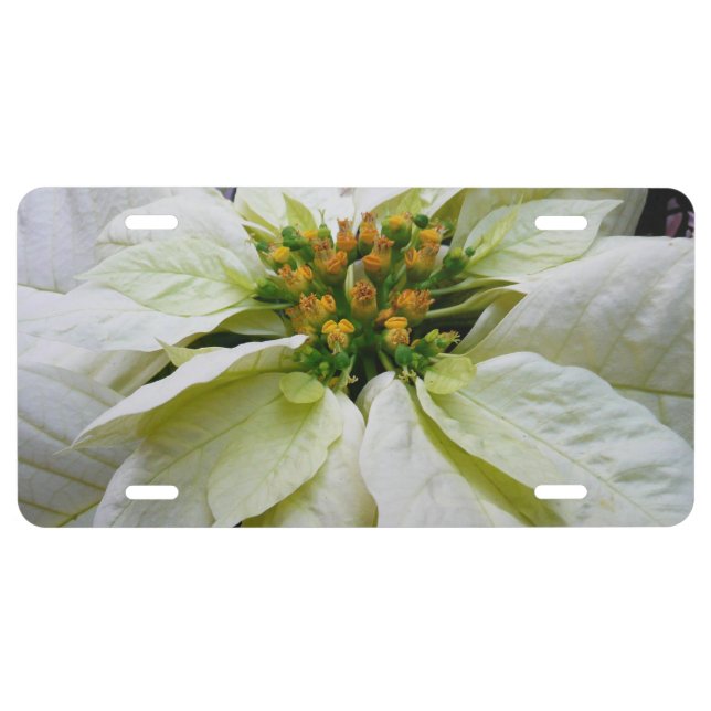 White Poinsettia Elegant Christmas Holiday Floral License Plate (Front)