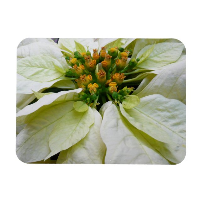White Poinsettia Elegant Christmas Holiday Floral Magnet (Horizontal)