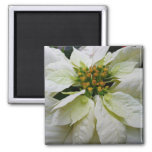 White Poinsettia Elegant Christmas Holiday Floral Magnet