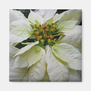 White Poinsettia Elegant Christmas Holiday Floral Magnet