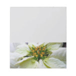 White Poinsettia Elegant Christmas Holiday Floral Notepad