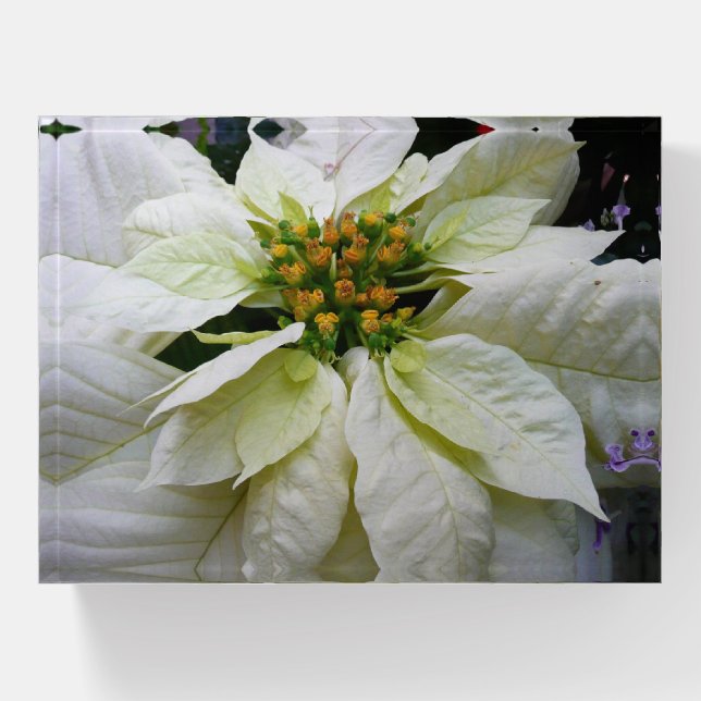 White Poinsettia Elegant Christmas Holiday Floral Paperweight (Front)