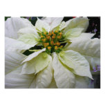 White Poinsettia Elegant Christmas Holiday Floral Photo Print