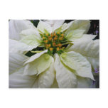 White Poinsettia Elegant Christmas Holiday Floral Postcard