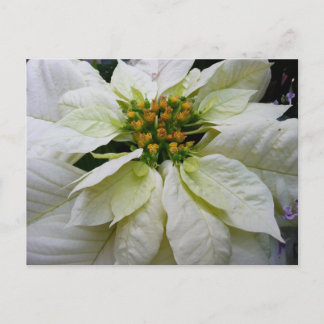 White Poinsettia Elegant Christmas Holiday Floral Postcard