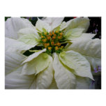 White Poinsettia Elegant Christmas Holiday Floral Poster