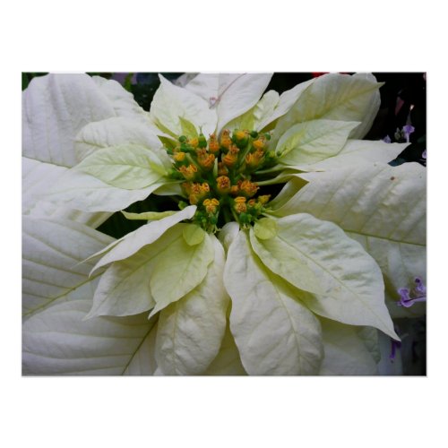 White Poinsettia Elegant Christmas Holiday Floral Poster