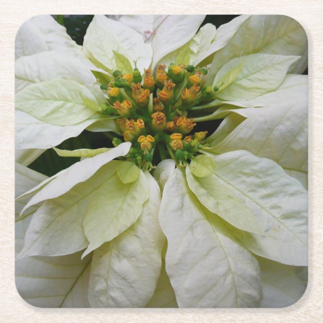 White Poinsettia Elegant Christmas Holiday Floral Square Paper Coaster (Front)