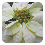 White Poinsettia Elegant Christmas Holiday Floral Square Sticker