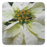 White Poinsettia Elegant Christmas Holiday Floral Square Sticker