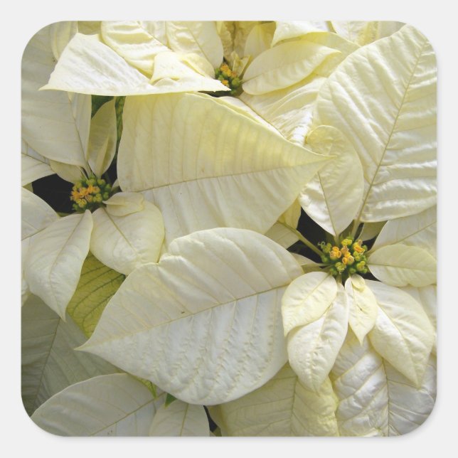 White Poinsettia Large Square Sticker (Front)