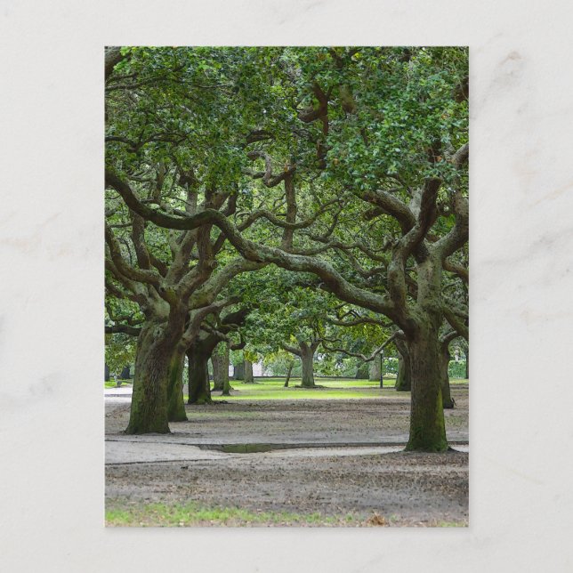 White Point Gardens Painterly Postcard (Front)