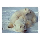 White Polar Bear family (Front Horizontal)