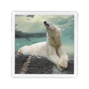 White Polar Bear Hunter on rock Acrylic Tray