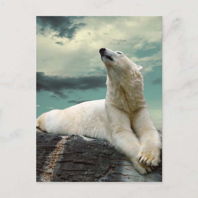 White Polar Bear Hunter on rock Postcard (Front)