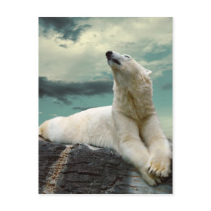White Polar Bear Hunter on rock Postcard