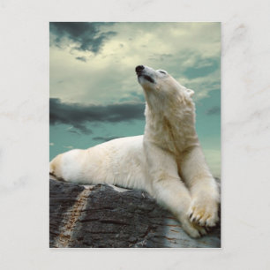White Polar Bear Hunter on rock Postcard