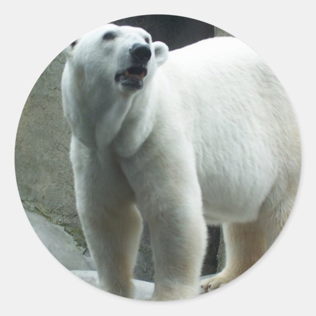 White Polar Bear Sticker (Front)