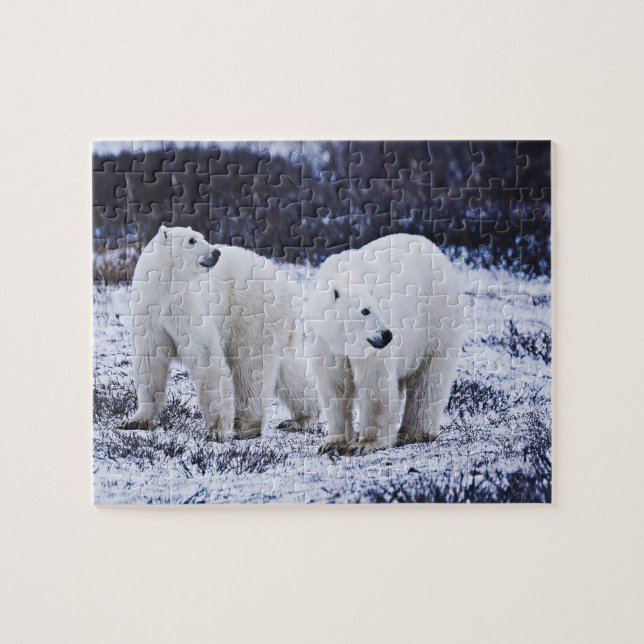 White Polar Bears Jigsaw Puzzle (Horizontal)