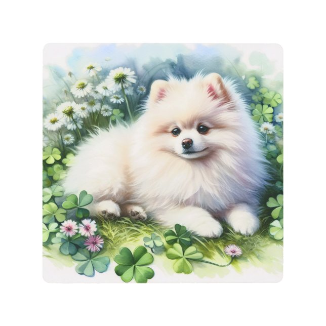 White Pomeranian Dog Watercolor Clover Field Metal Print (Front)