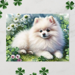 White Pomeranian Dog Watercolor Clover Field Postcard