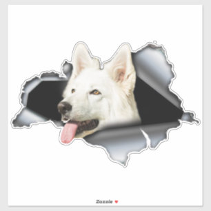 White Pomeranian sticker, car decal, Pomeranian Sticker
