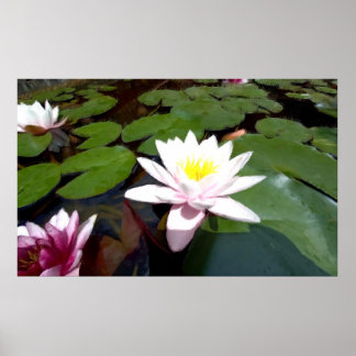White pond rose poster