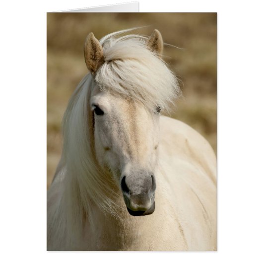 White Pony Cards (Front)