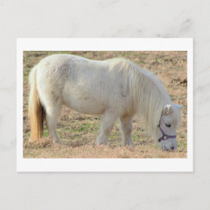 White Pony Postcard