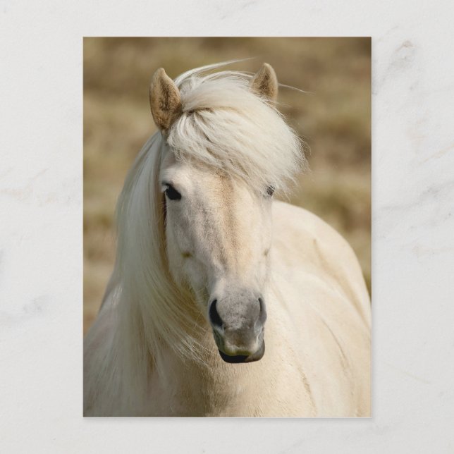 White Pony Postcard (Front)