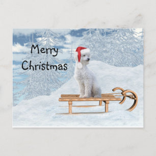 White poodle Christmas Postcard